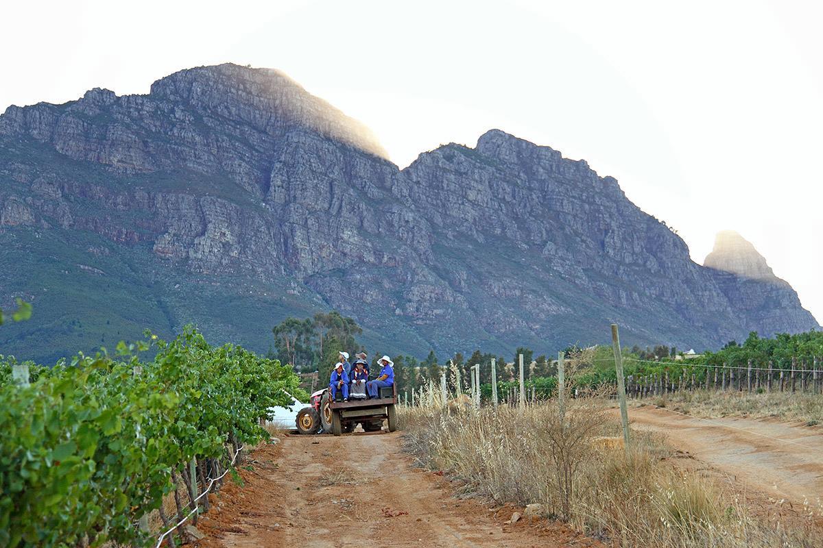 Muratie Wine Estate ستيلينبوش المظهر الخارجي الصورة